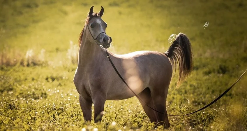 The Arabian Horse